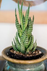 resized_36_api